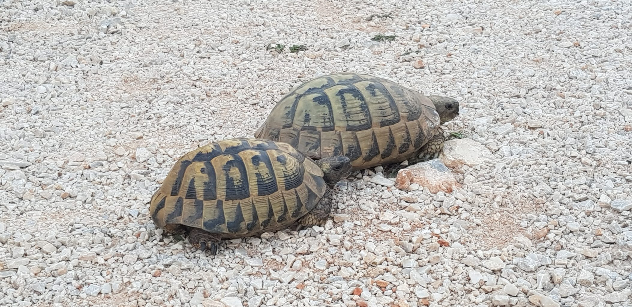 two turtles on a stony road